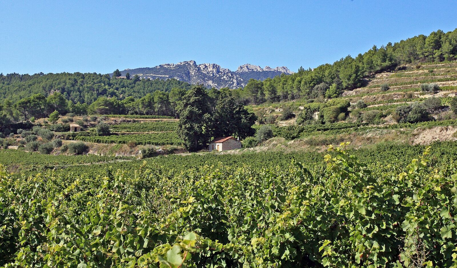 Die Weinberge von Beaumes-de-Venise