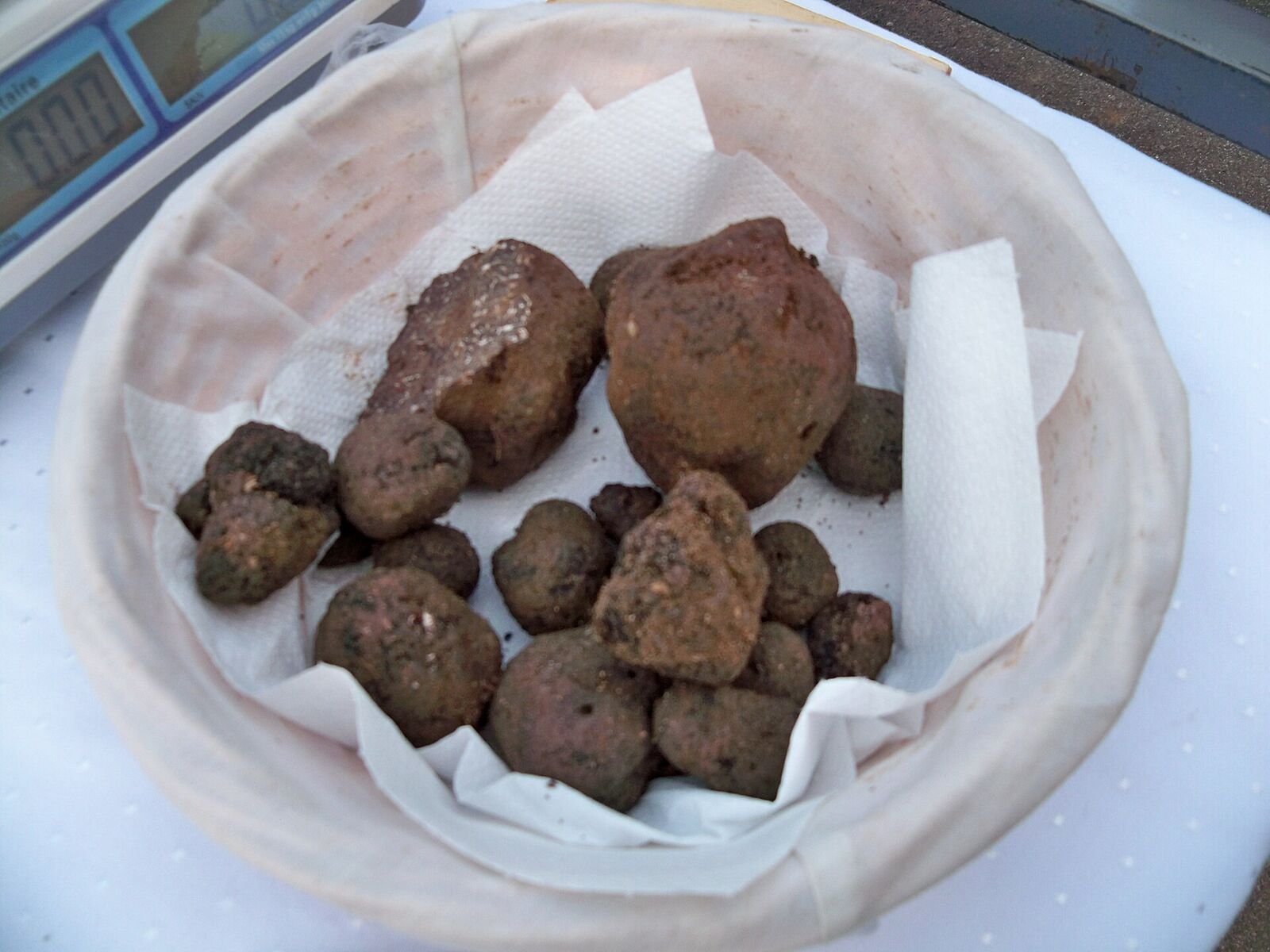 Schwarze Trüffel auf dem Markt von Carpentras