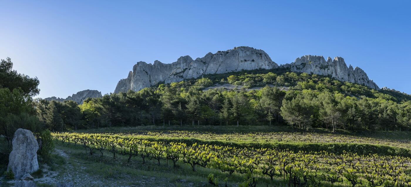 Weinberge am Fuß der Dentelles de Montmirail